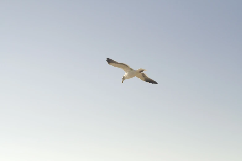 white bird flying high in the blue sky