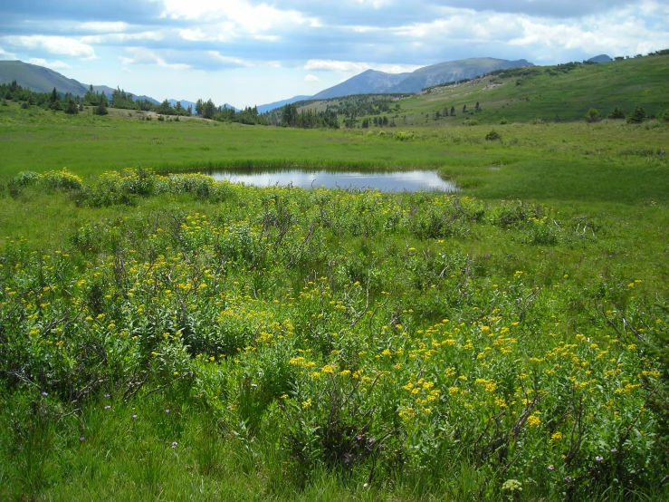 small pond sits in an overgrown meadow with yellow flowers