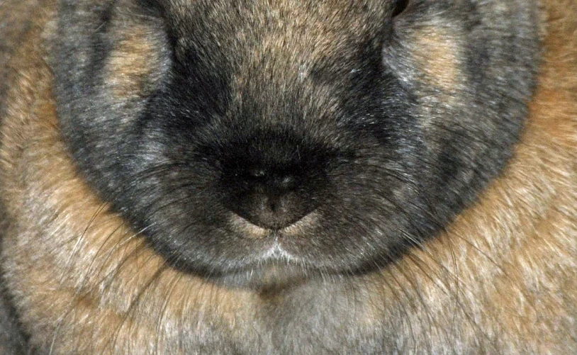 a furry brown and black animal with its eyes closed