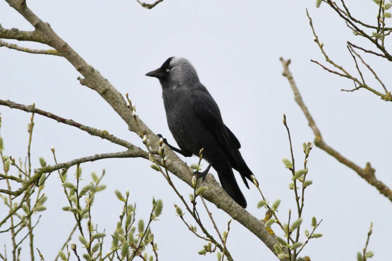 a bird sitting on a nch looking up at the sky