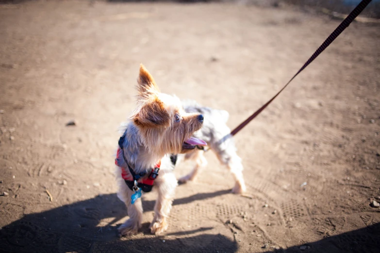 a white dog with a red vest on and leash and another dog standing next to him