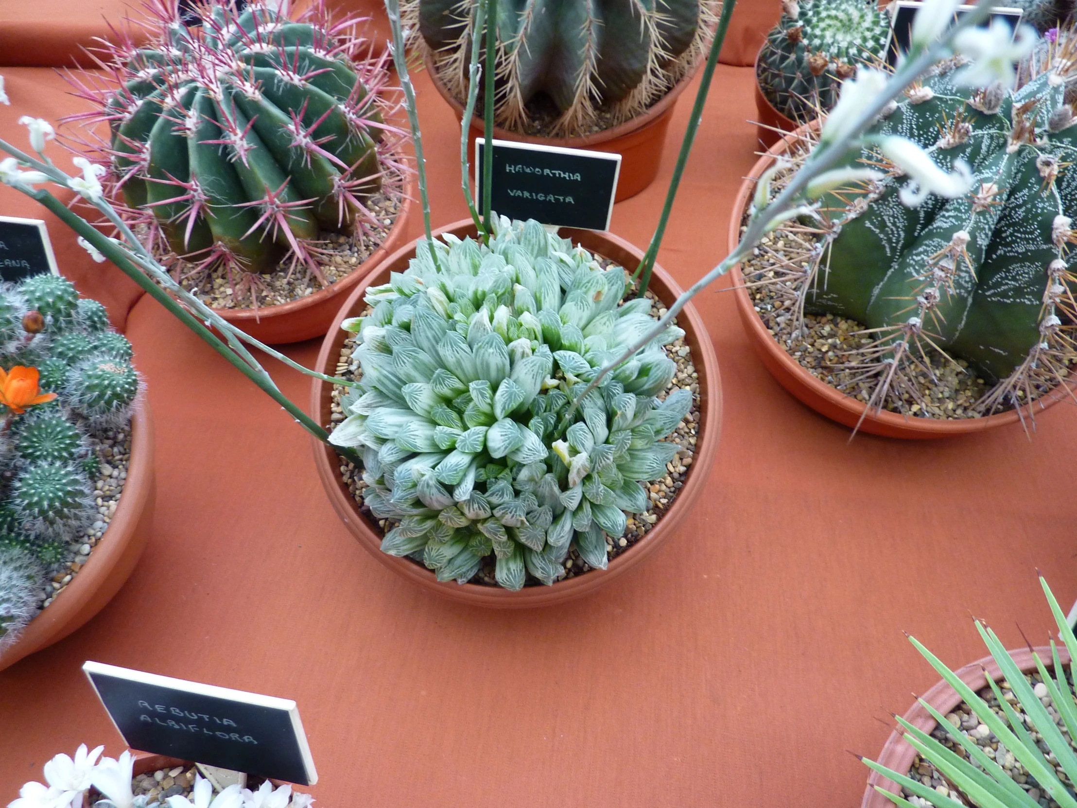 several types of cactus in planters on an orange table