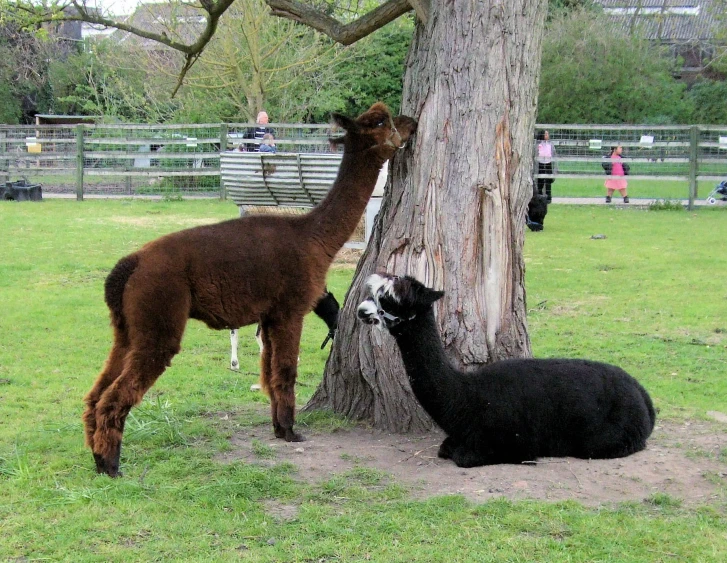 two llamas are standing by the bark of a tree