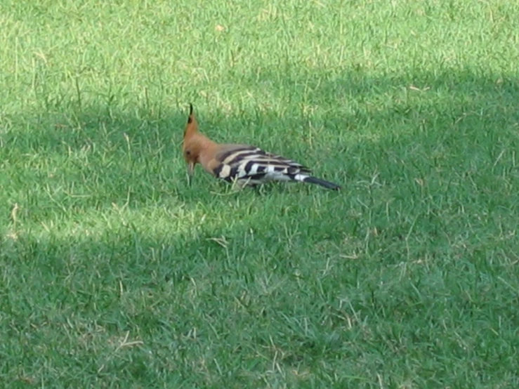 the bird with black and white stripes is on grass