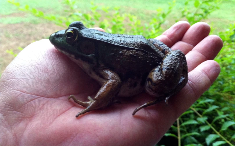 a frog sitting on the palm of someone's hand