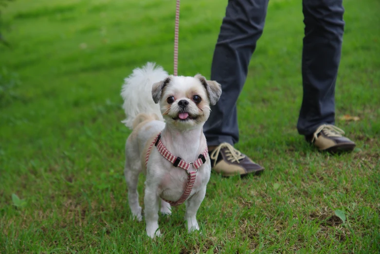 small dog with a pink collar on a leash