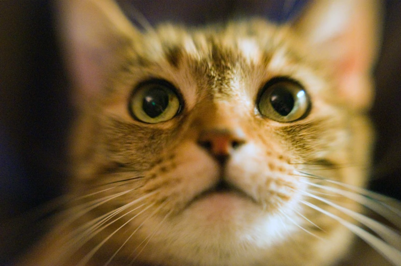 a close up of an orange and white cat