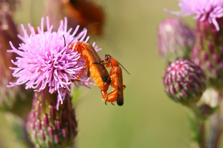 two grasshoppers, one with wings, are on a thistle