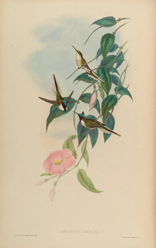 three hummingbirds on a nch with pink flowers