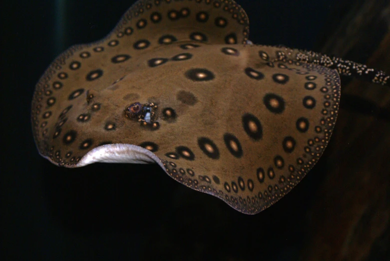 an animal with many circular spots that looks like a stingfish