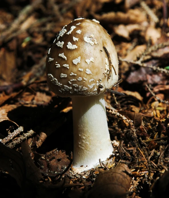 a close up view of a mushroom on the ground