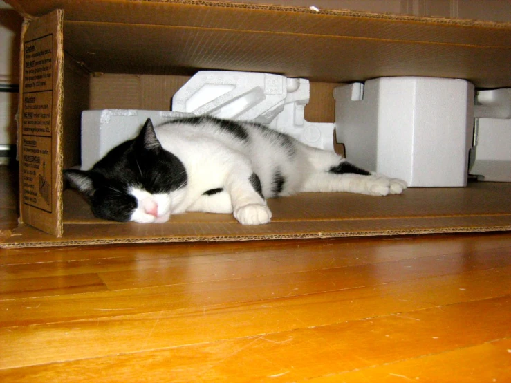 black and white cat laying on a cardboard box