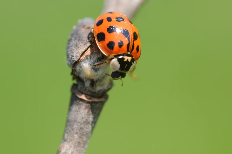 a bug sitting on a thin twig