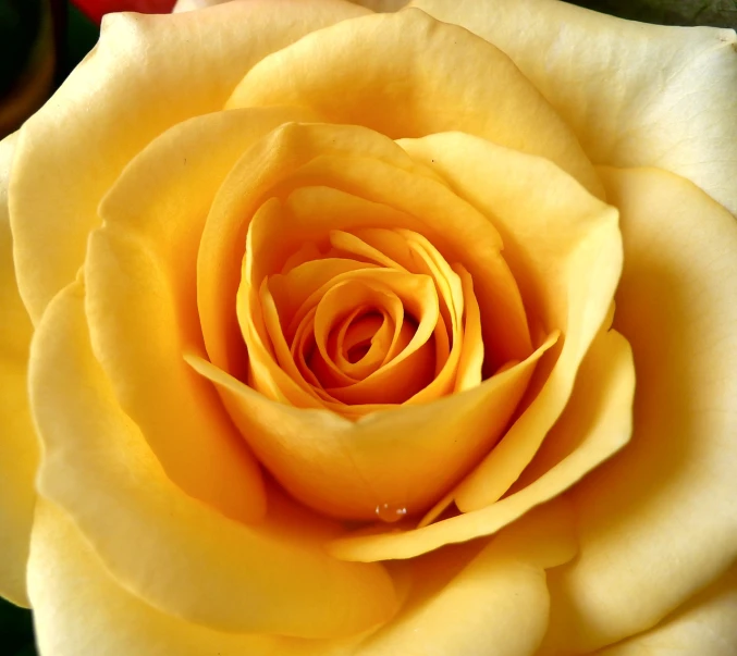 yellow rose in bloom with other flowers and plants