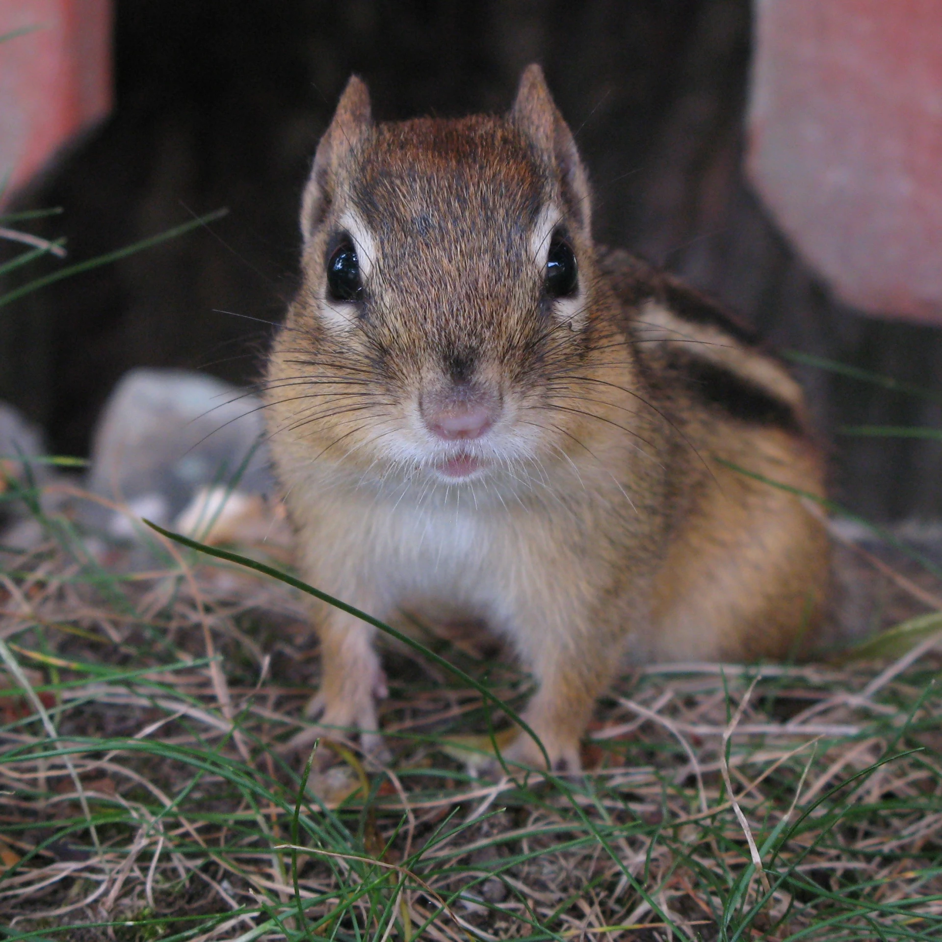 a brown and white chipy is sitting in the grass