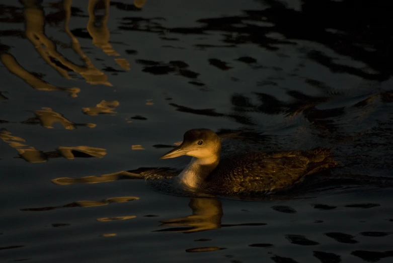 an adult duck swimming in the water