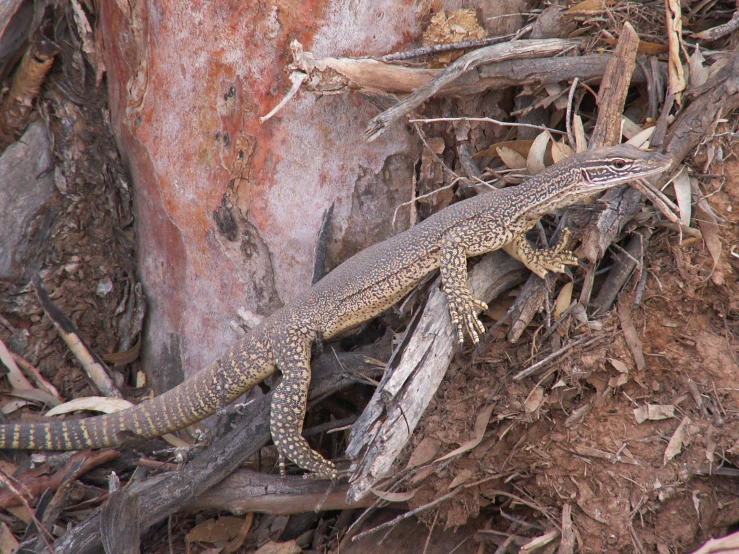 an lizard that is standing near a tree