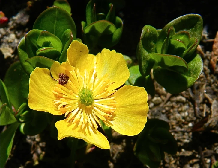 a yellow flower that is next to some green leaves
