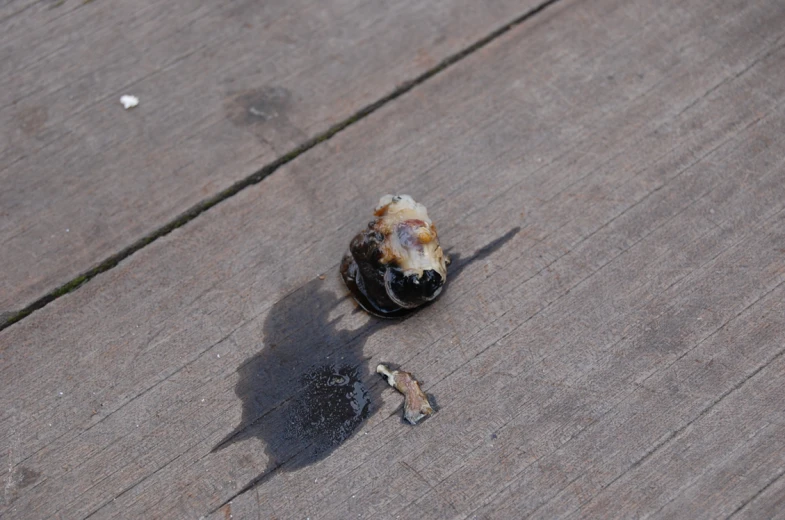 a dead bird that has fallen off of its wing