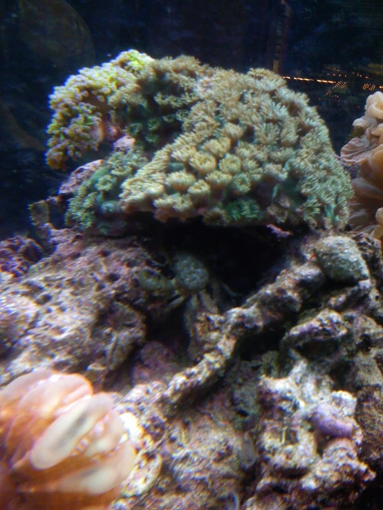 a variety of corals and fish swimming in a small aquarium