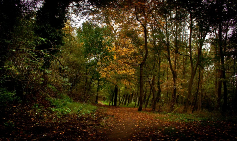 the road winds through a small leafy area