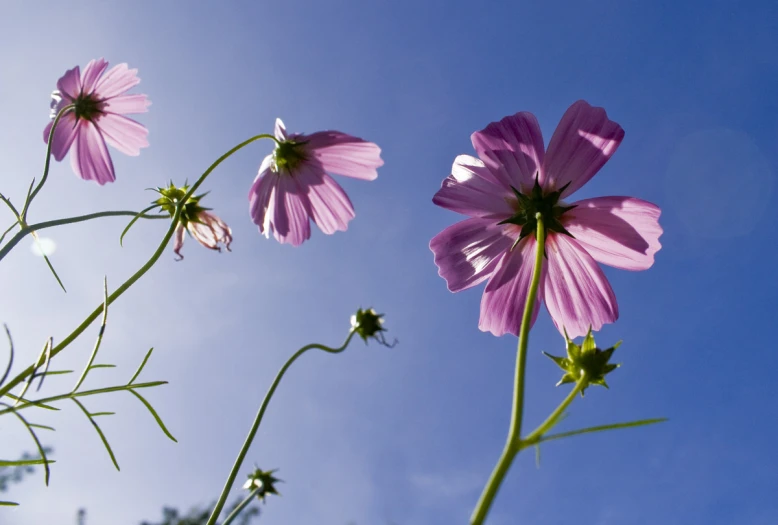 two purple flowers reaching towards the sky