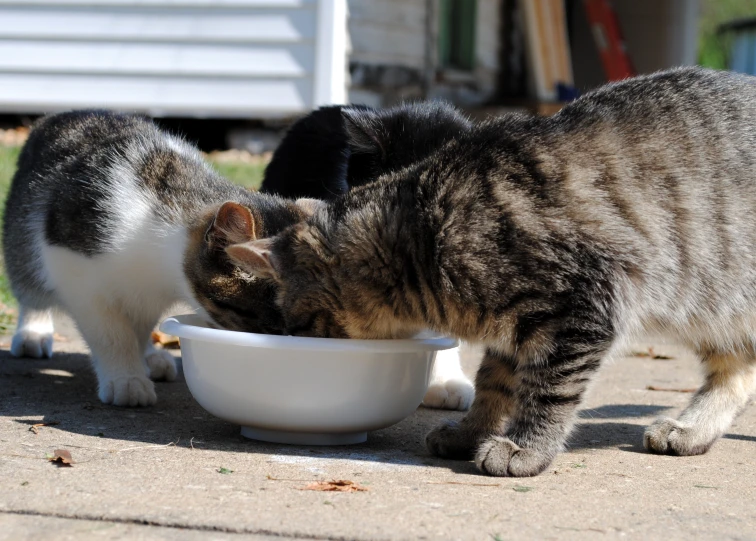 two cats eating out of a bowl outside
