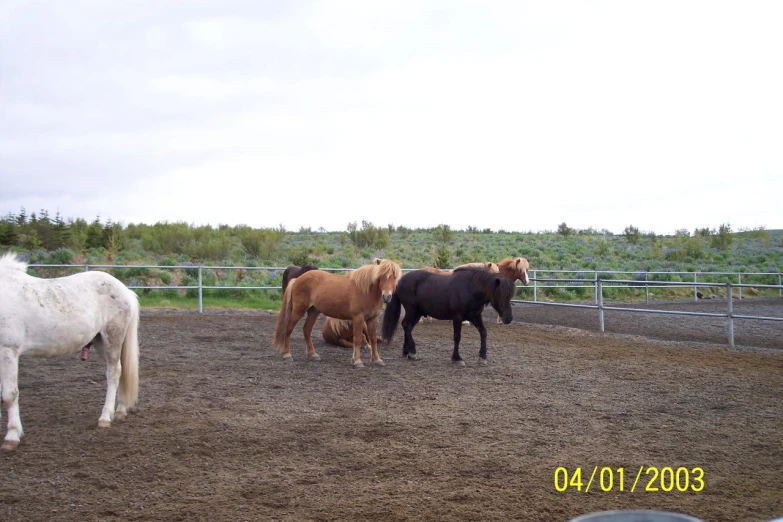 some very cute horses in a big field