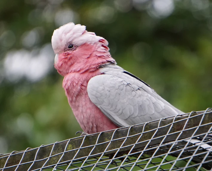 a bird with a pink head sitting on top of a metal fence