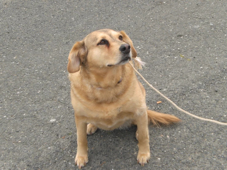 there is a dog sitting on the ground with a string in its mouth