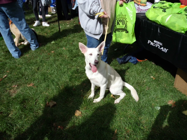 a white dog is sitting on the grass while people are standing around