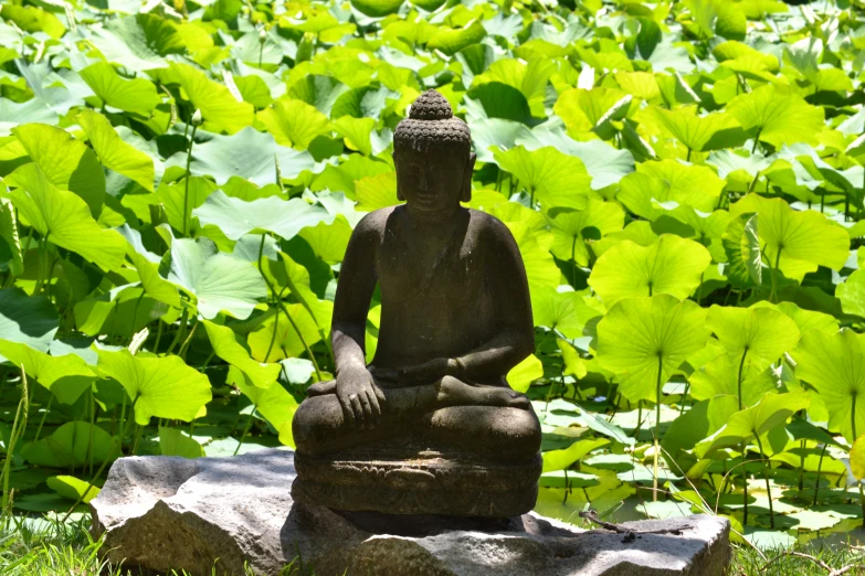a buddha statue sits in the grass behind a rock