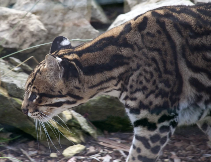 a cat is walking in the dirt near large rocks