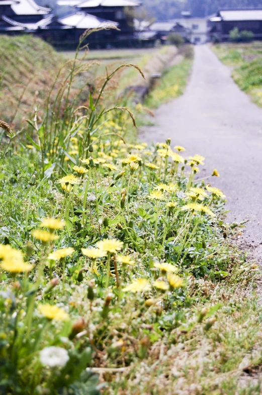 yellow dandelions grow beside a paved road