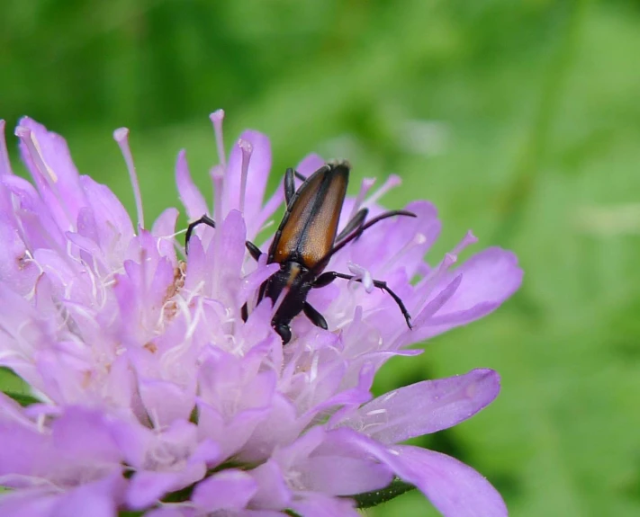 two insect on top of each other on purple flower