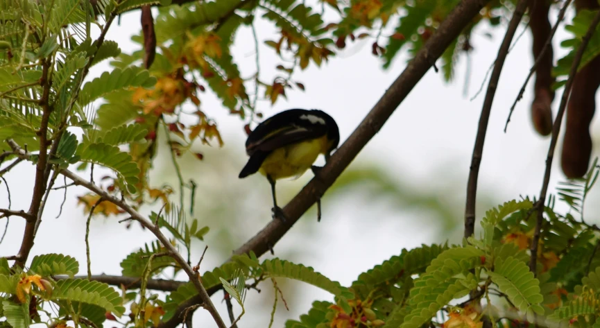 the bird is perched on the nch next to the leaves