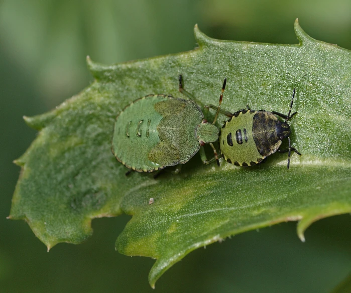 two small bugs are on a green leaf