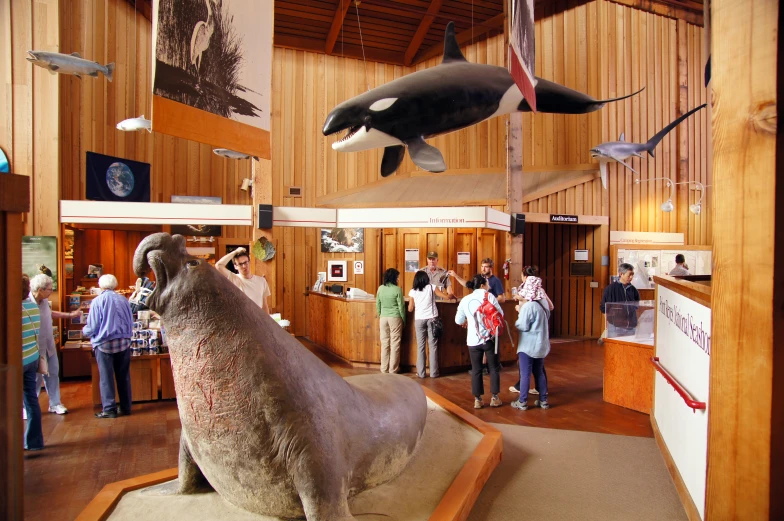 many people in a wooden room looking at orca whales