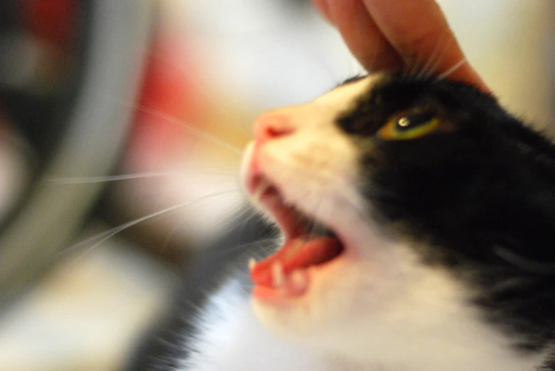 a person petting a cat while it's mouth is open