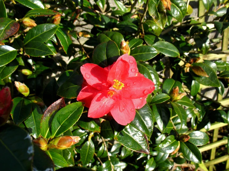 a pink flower sits alone amongst green leaves