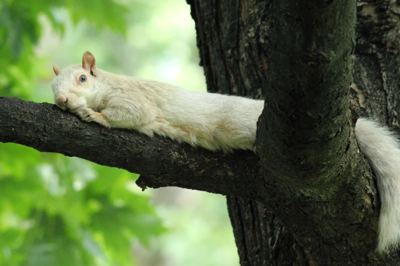 a white squirrel sits on a nch next to the tree