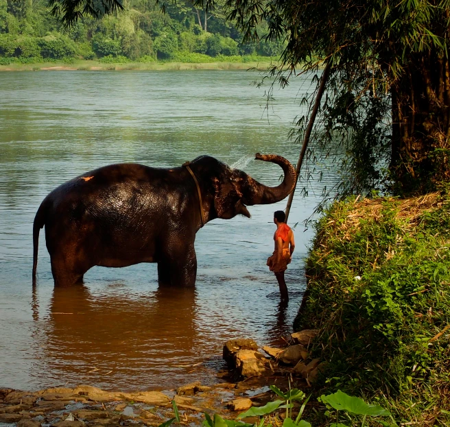 an elephant reaching into the water near some rocks