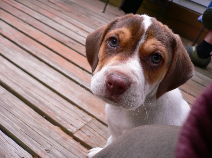 a beagle sitting on top of a wooden platform