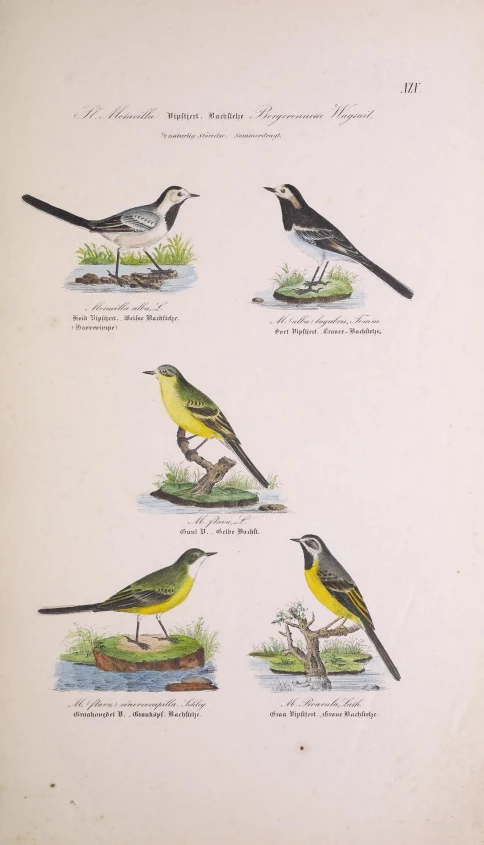 antique bird print of different kinds of birds