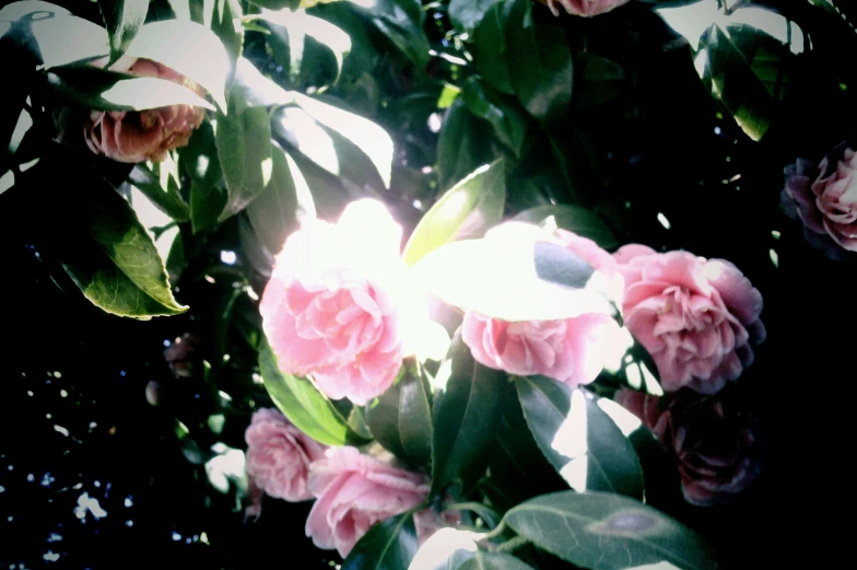 some pink flowers and green leaves in the sunlight