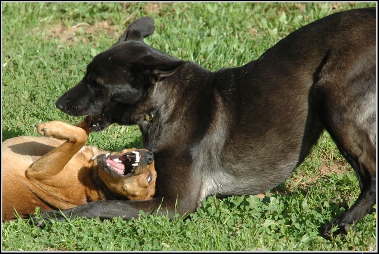 a dog licking another dog on the lawn