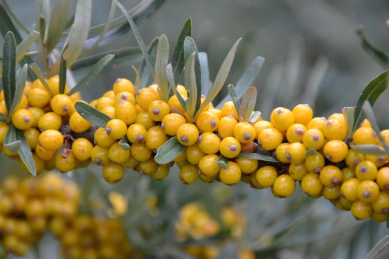 some yellow berries on a tree outside