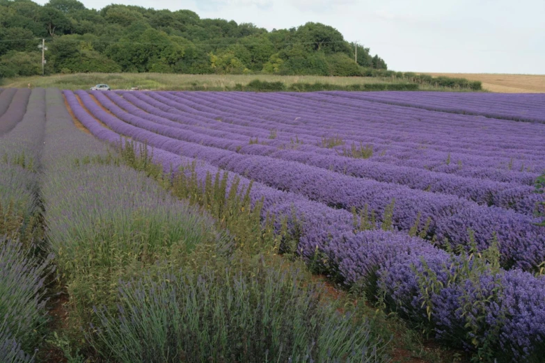 the lavenders are a wonderful color in this field