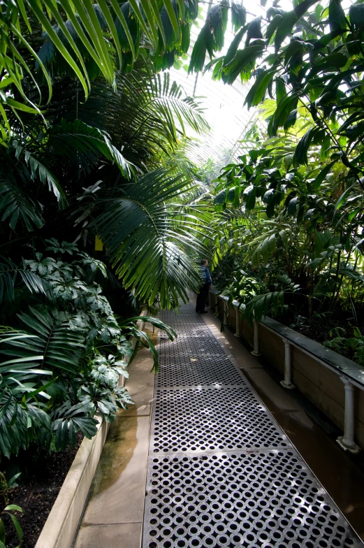 the walkway is lined with large green trees