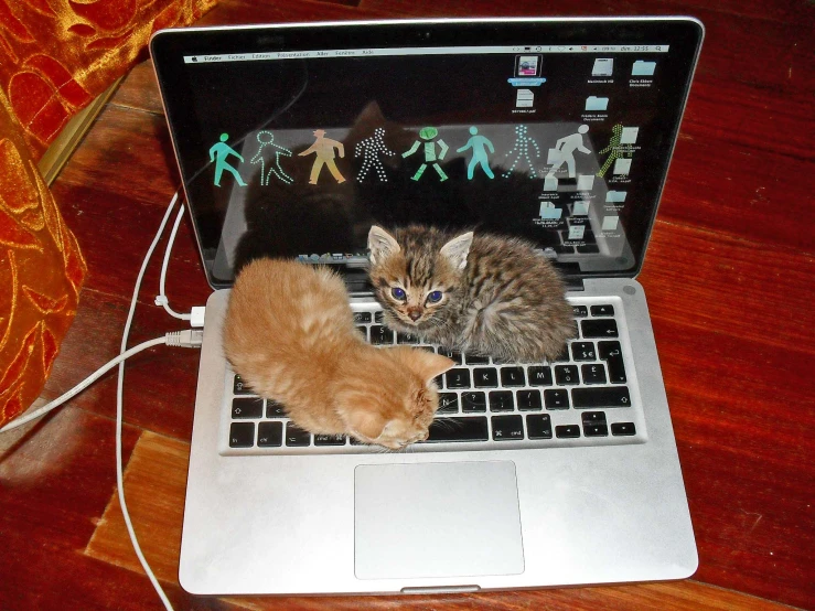 two small cats play on an open laptop computer